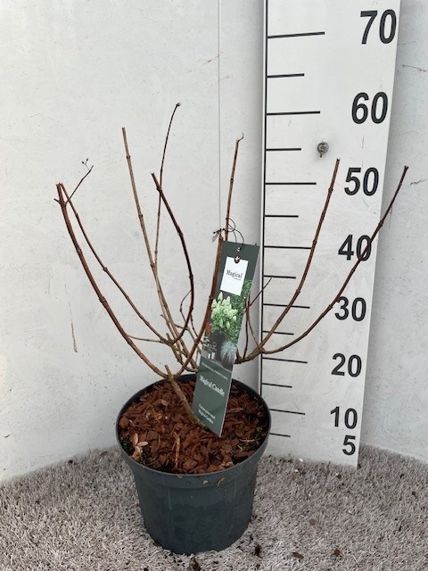 Hydrangea pan. Macigal Vesuvio 30-40 cm P23 C5, D 23