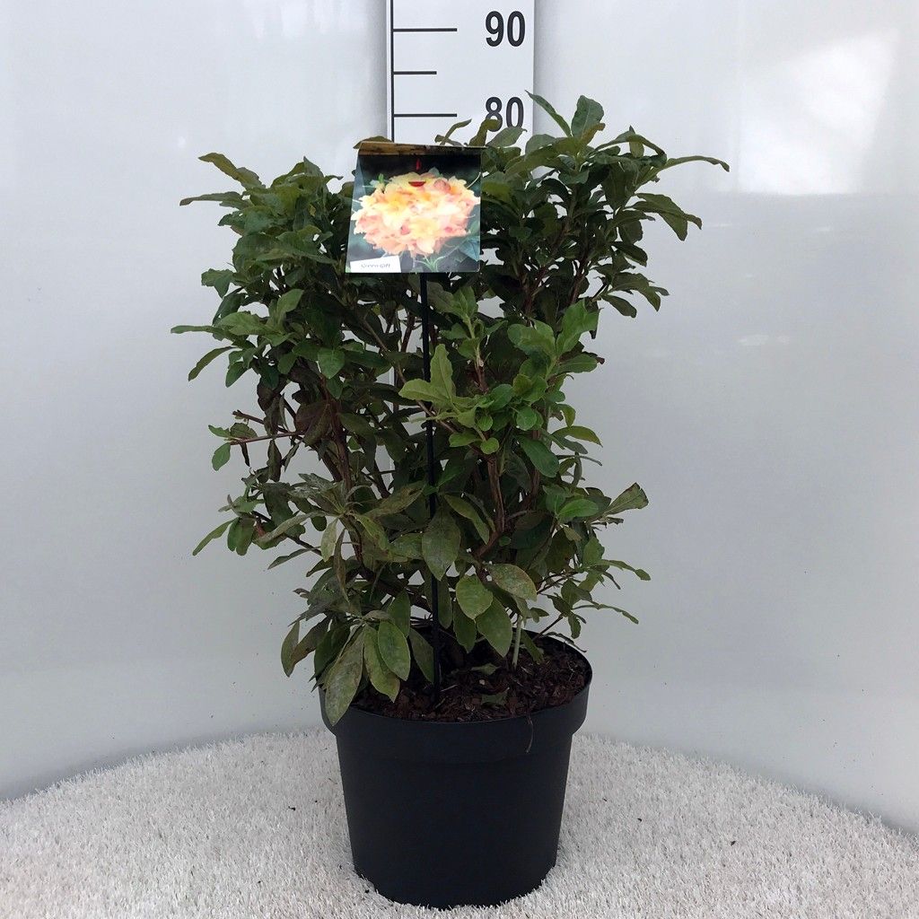 Rhodo. (AK) 'Anneke' yellow, D 29