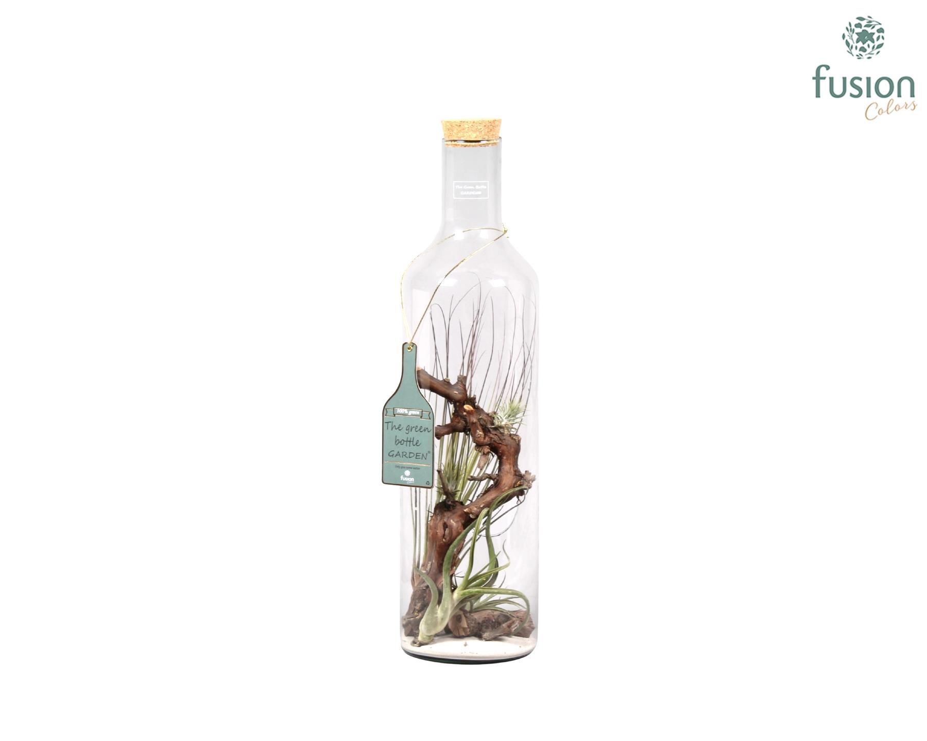 Green Bottle fles Jumbo met Tillandsia Air Plants, D 17