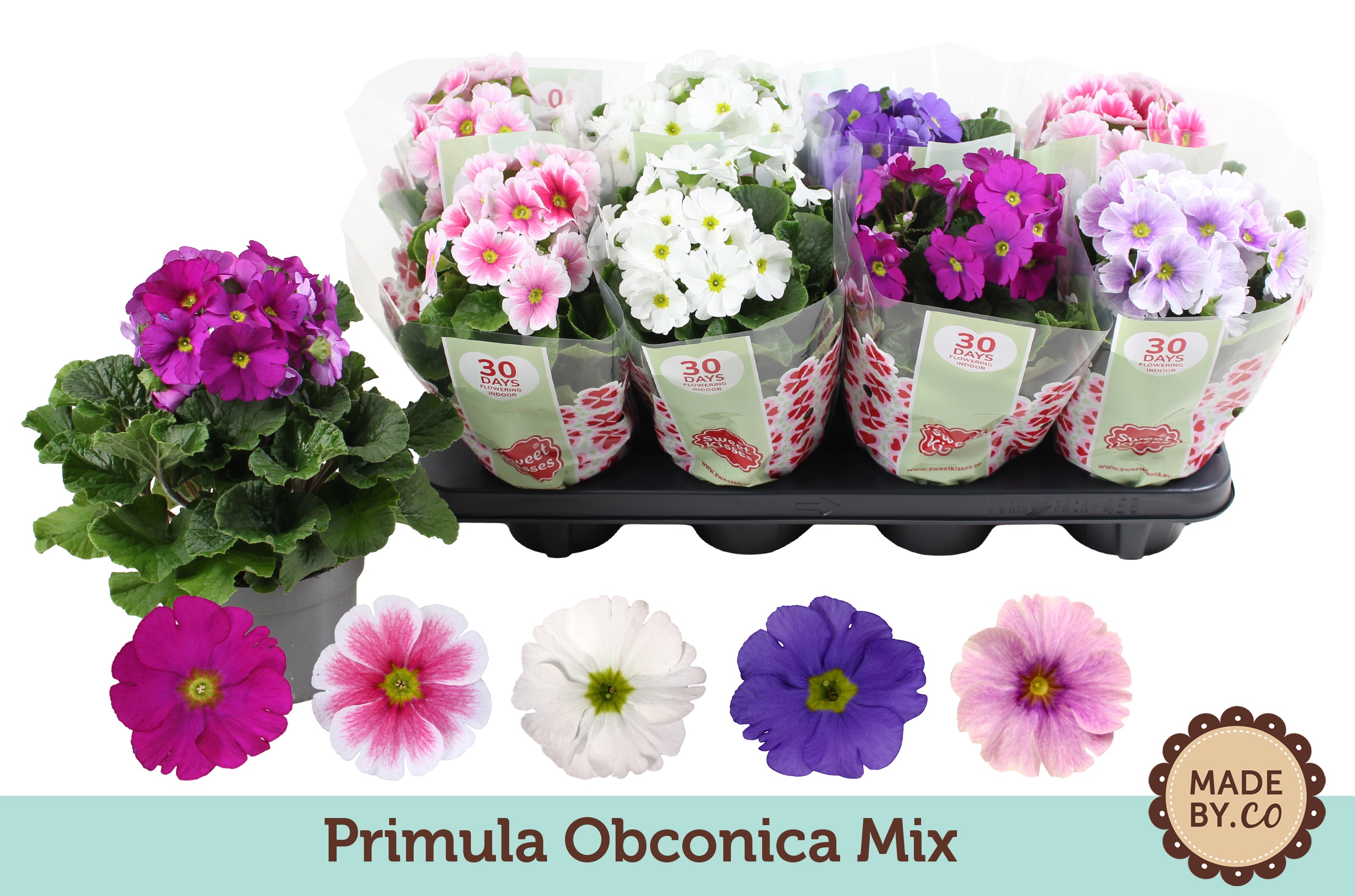 Primula Obconica Mix, D 12