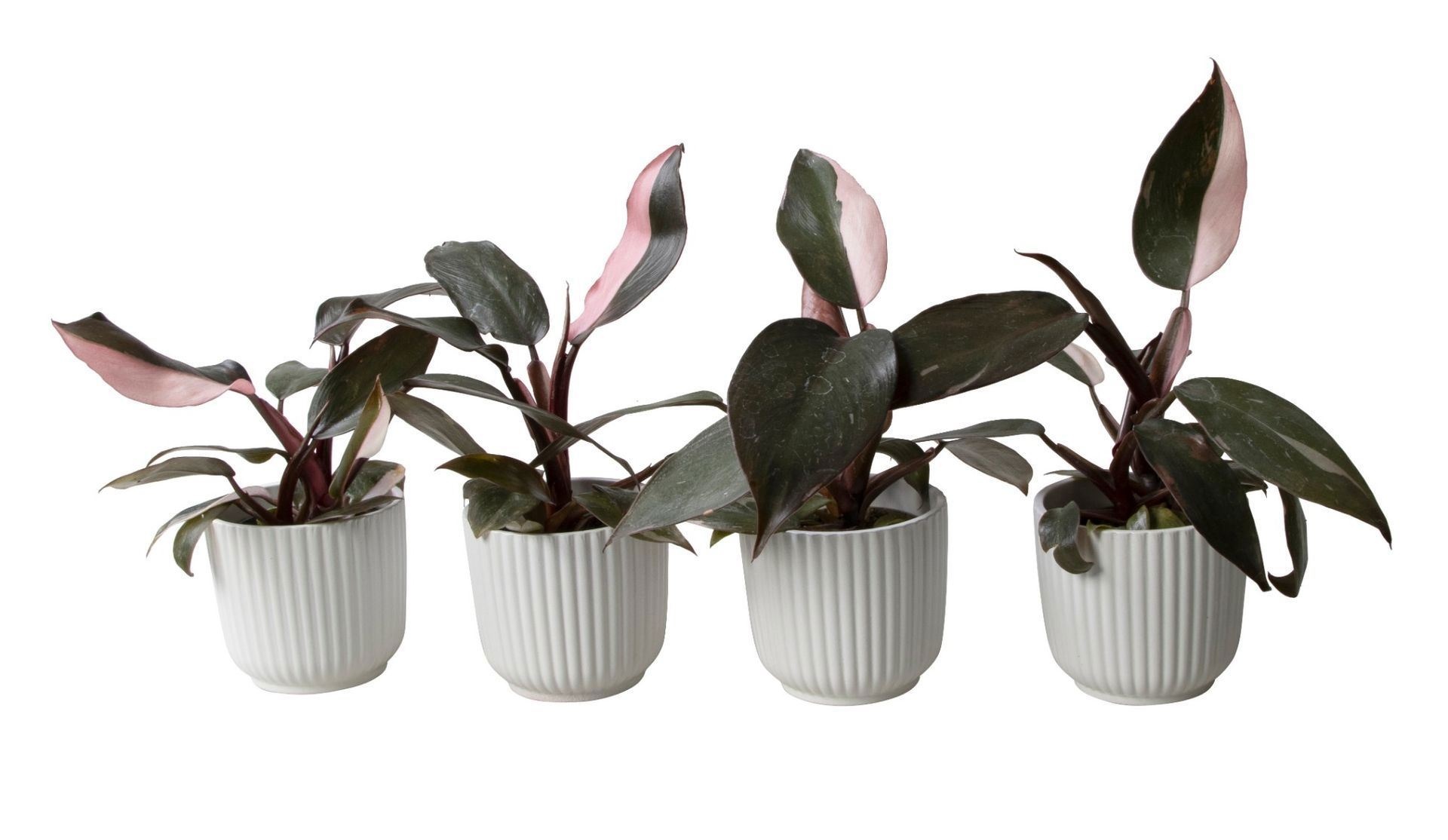 L 65721 with Philodendron Pink Princess, D 6