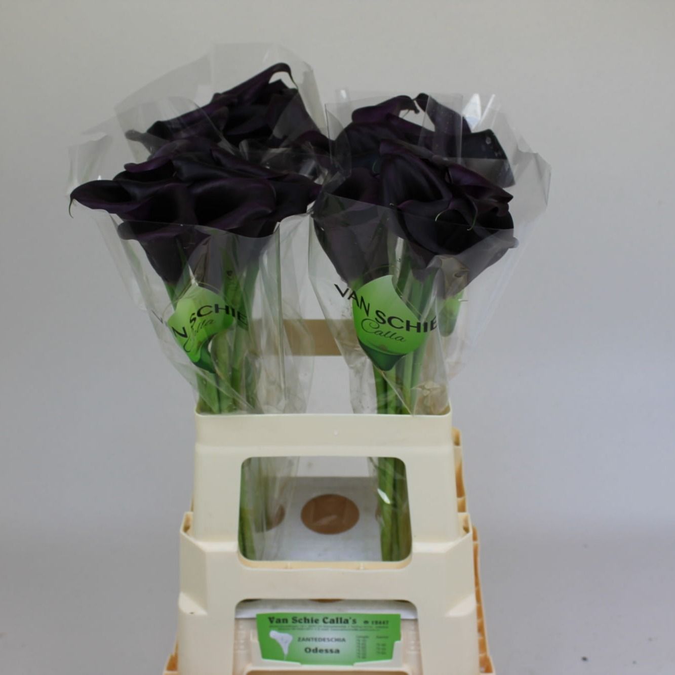 Калла Одесса 65, шт.