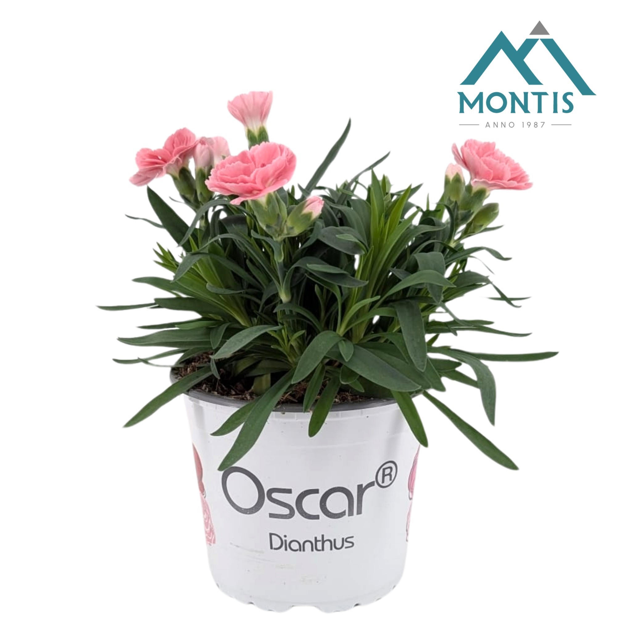 Dianthus Oscar 'Pink', D 13