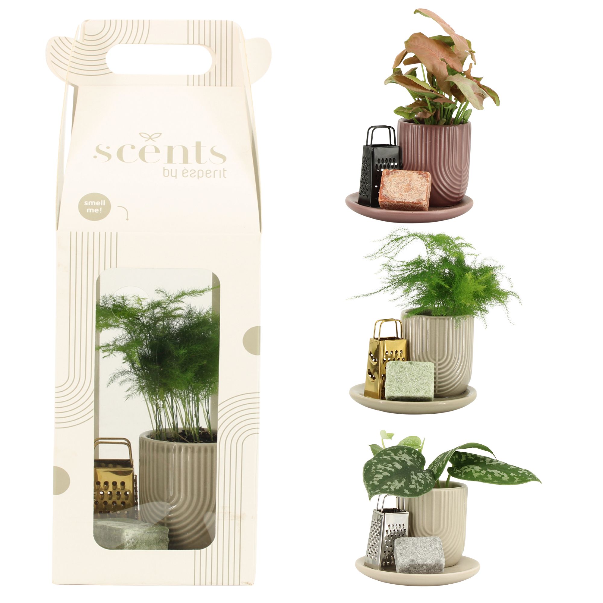 90711: Scents arrangement, D 12,5