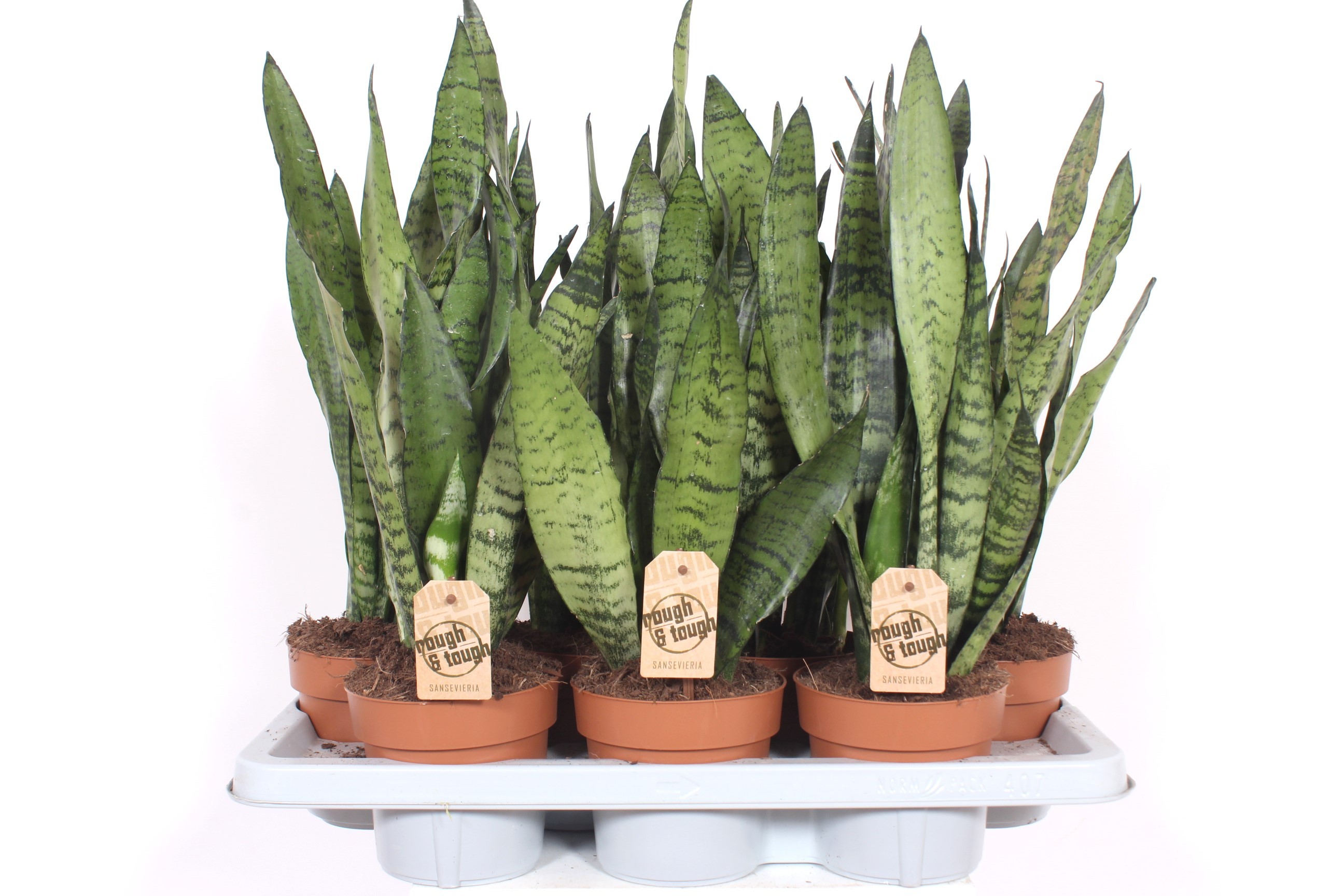 Sansevieria zeylanica, D 14