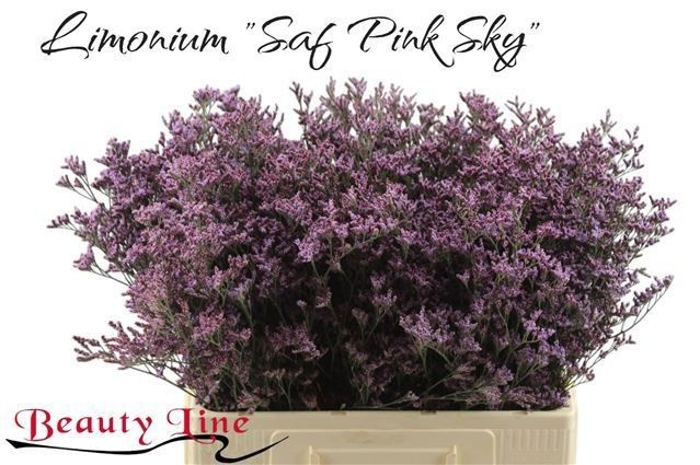 Лимониум Пиума Скай 60, шт.