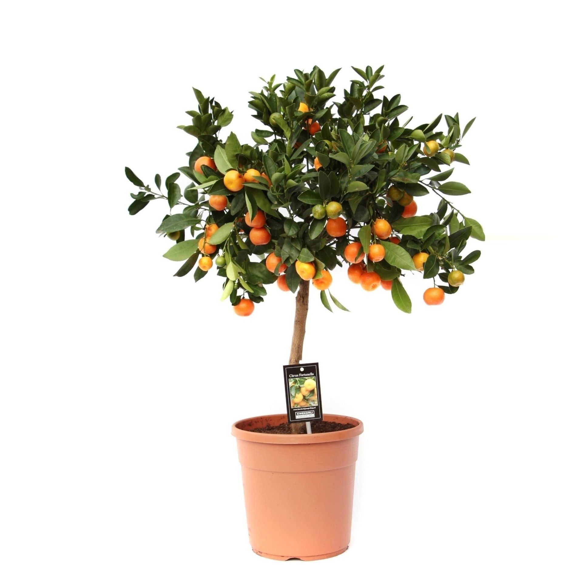Citrus Calamondin, D 22