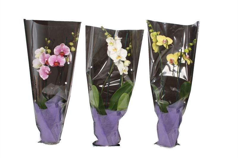 Phal mix 2T14+ in black sleeve, D 12