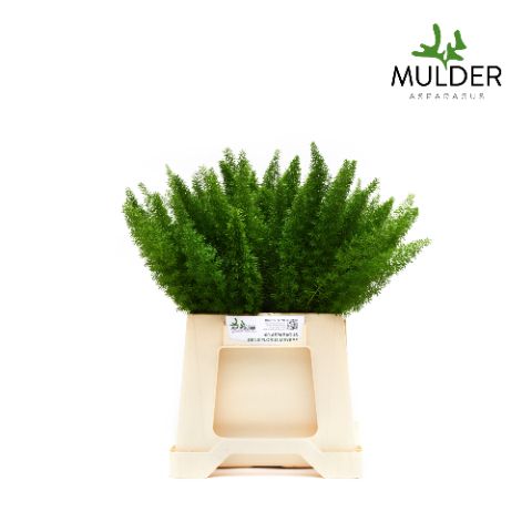 Аспарагус Маерс 40, шт.