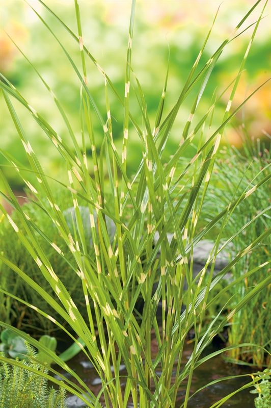 Miscanthus Zebrinus, D 9