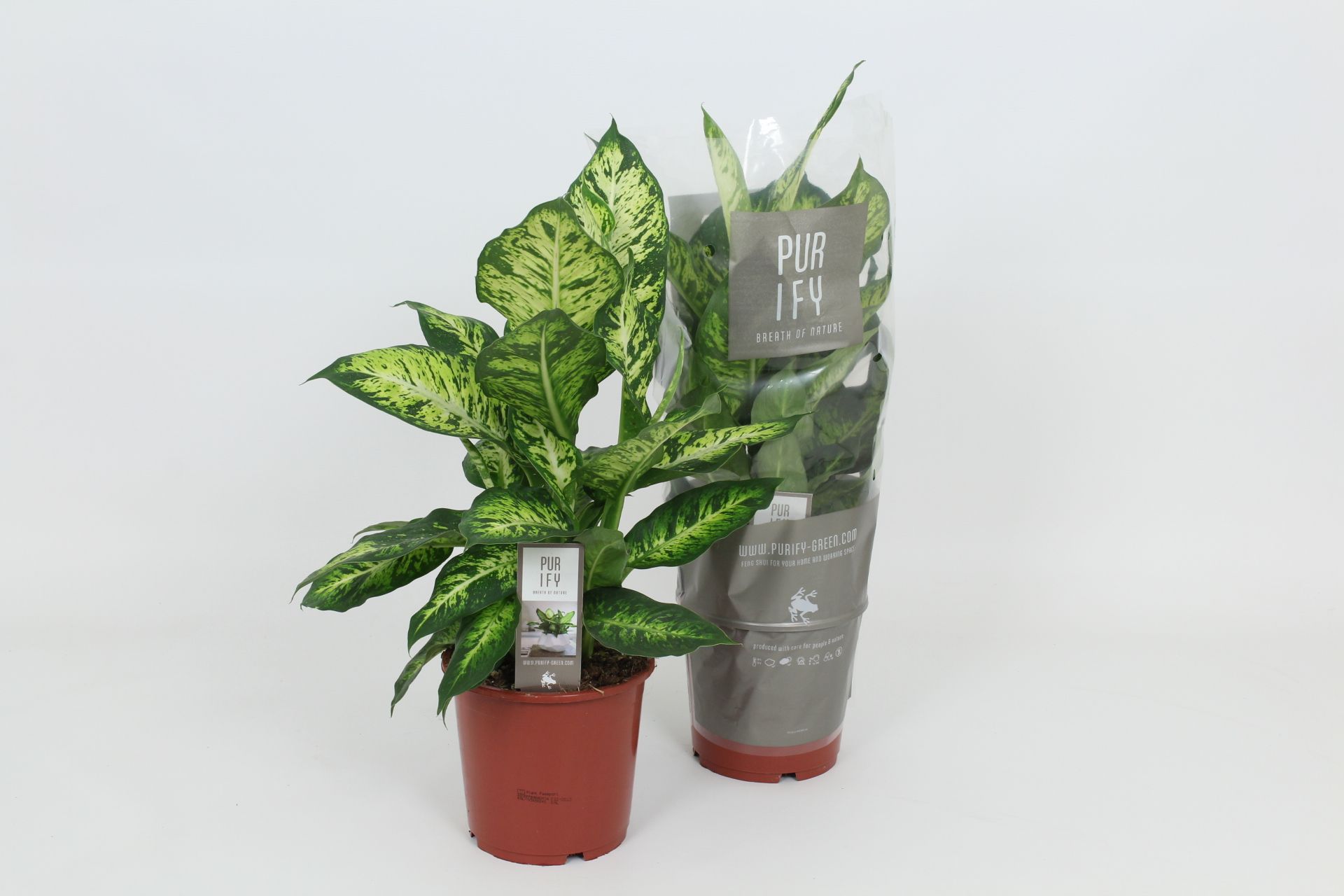 Purify Dieffenbachia Sublime 17 cm, D 17