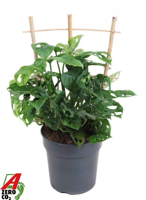 Monstera Adonsonii op rek P19 (NO GAP), D 19