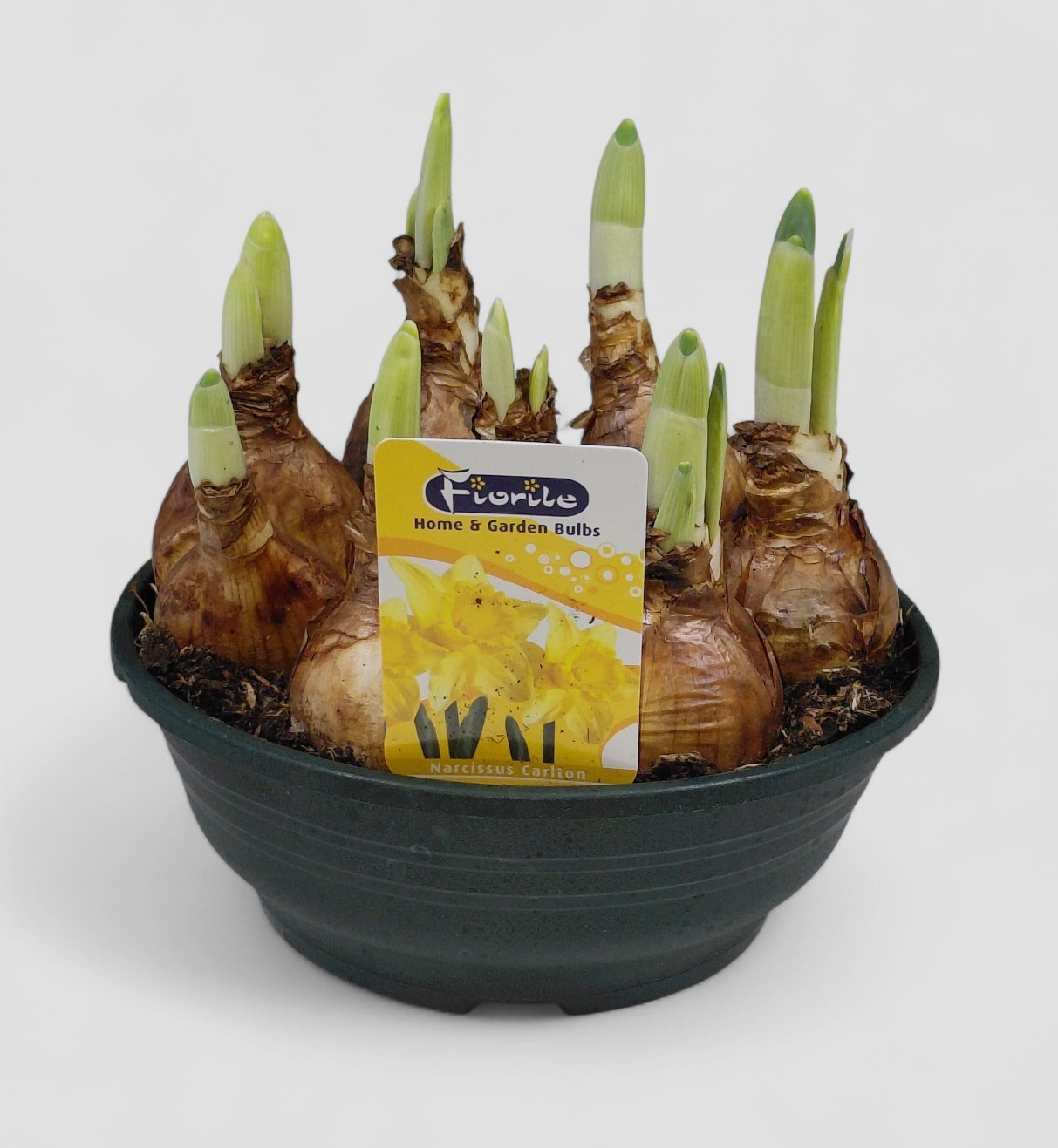 Narcis Carlton, schaal 16 cm, D 16