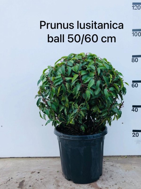 Prunus lusitanica 'Angustifolia', bol, D 40