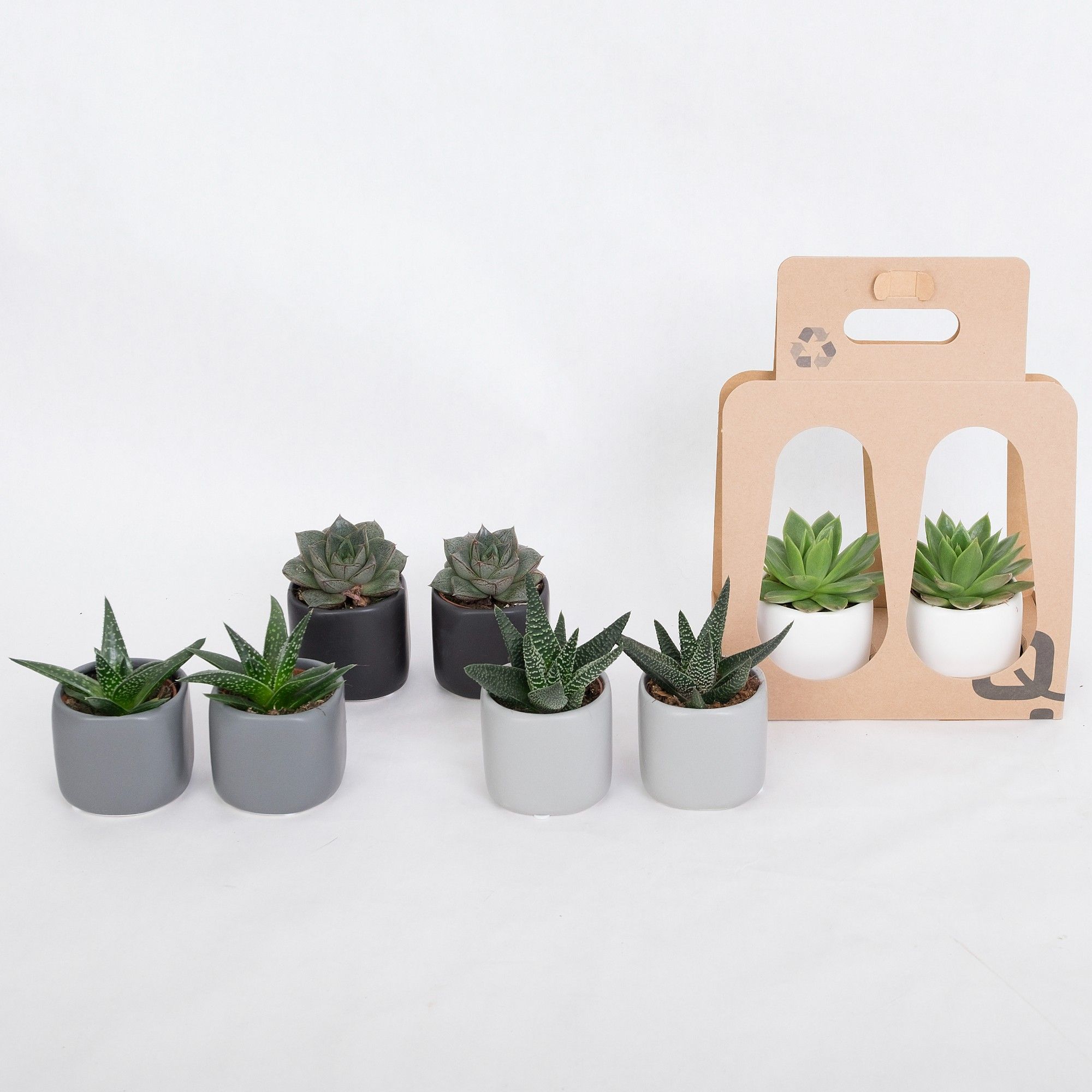 Sydney Recycle Giftbox with Succulent mix, D 6