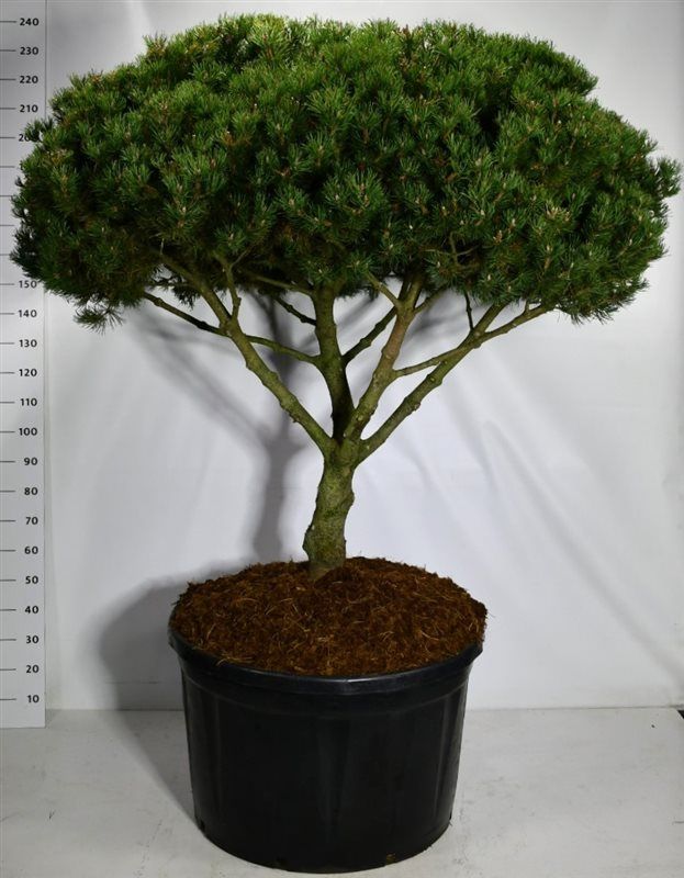 Pinus mugo 'Laurin', D 90