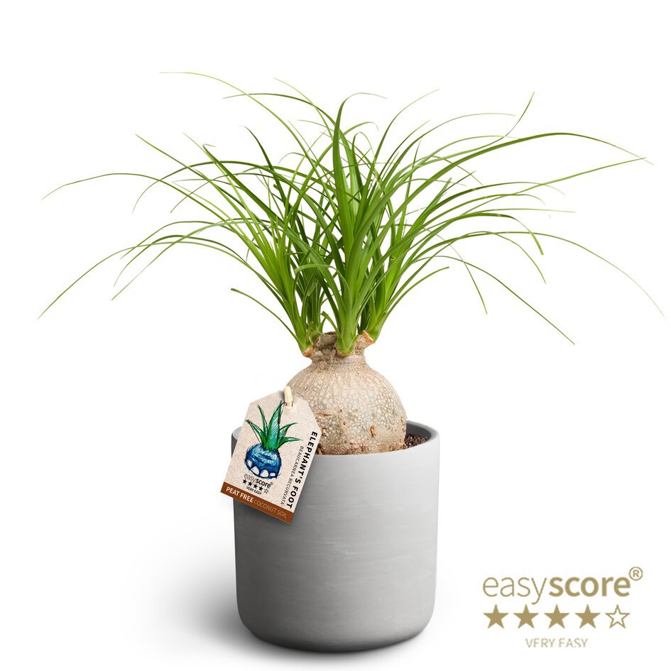 BEAUCARNEA RECURVATA 41103054 Raw Grey Beaucarnea, D 12