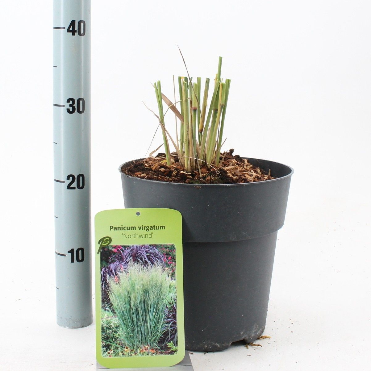 Panicum virgatum 'Northwind', D 23