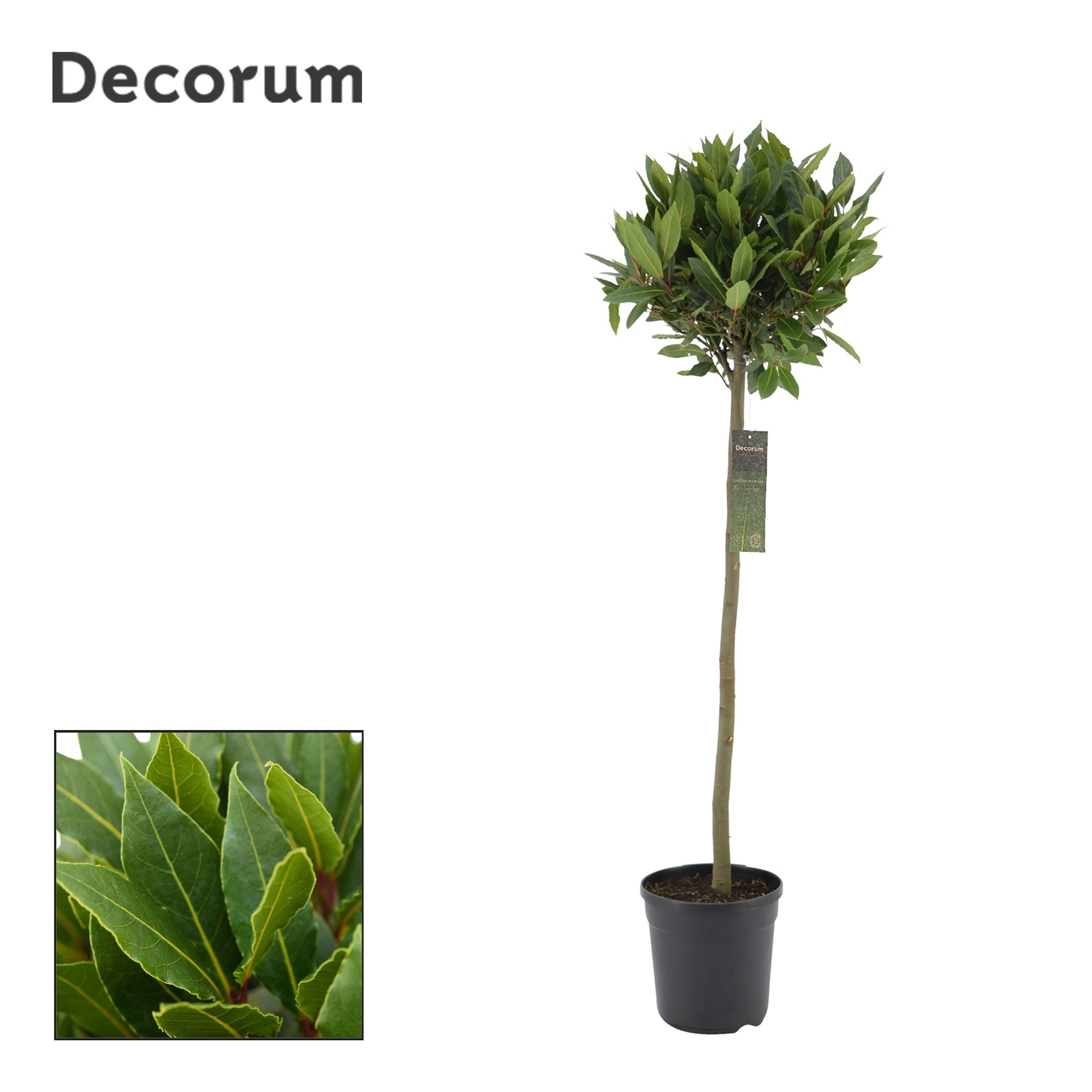 Laurus nobilis Bol op stam, D 20