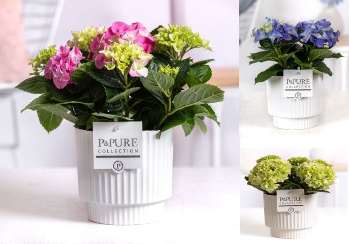 Hydrangea mix in P&PURE Ivy ceramics shiny white, D 10