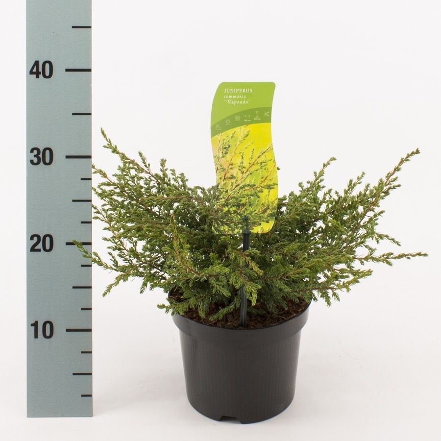 Juniperus comm. 'Repanda', D 17