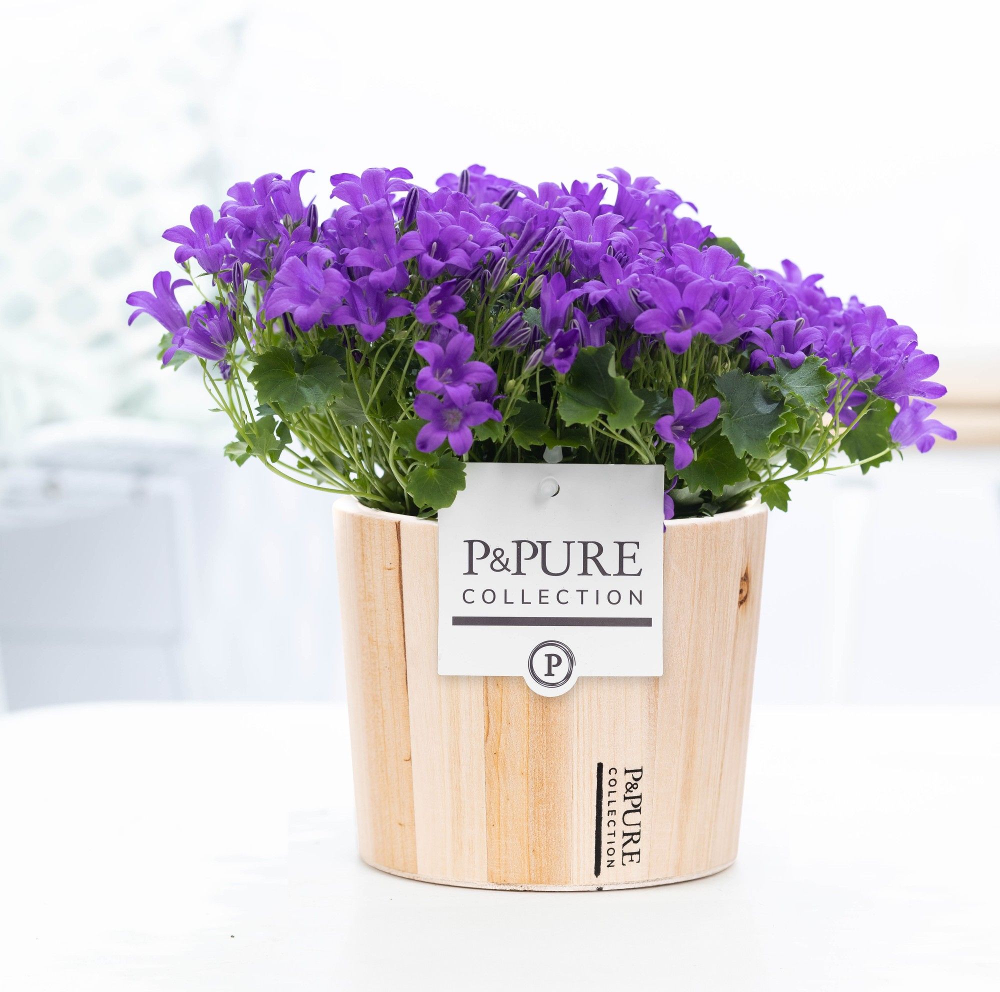 Campanula Porto LL Pure Wood, D 14