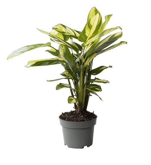 CALATHEA HYBRIDA 'Golden Mosaic', D 12