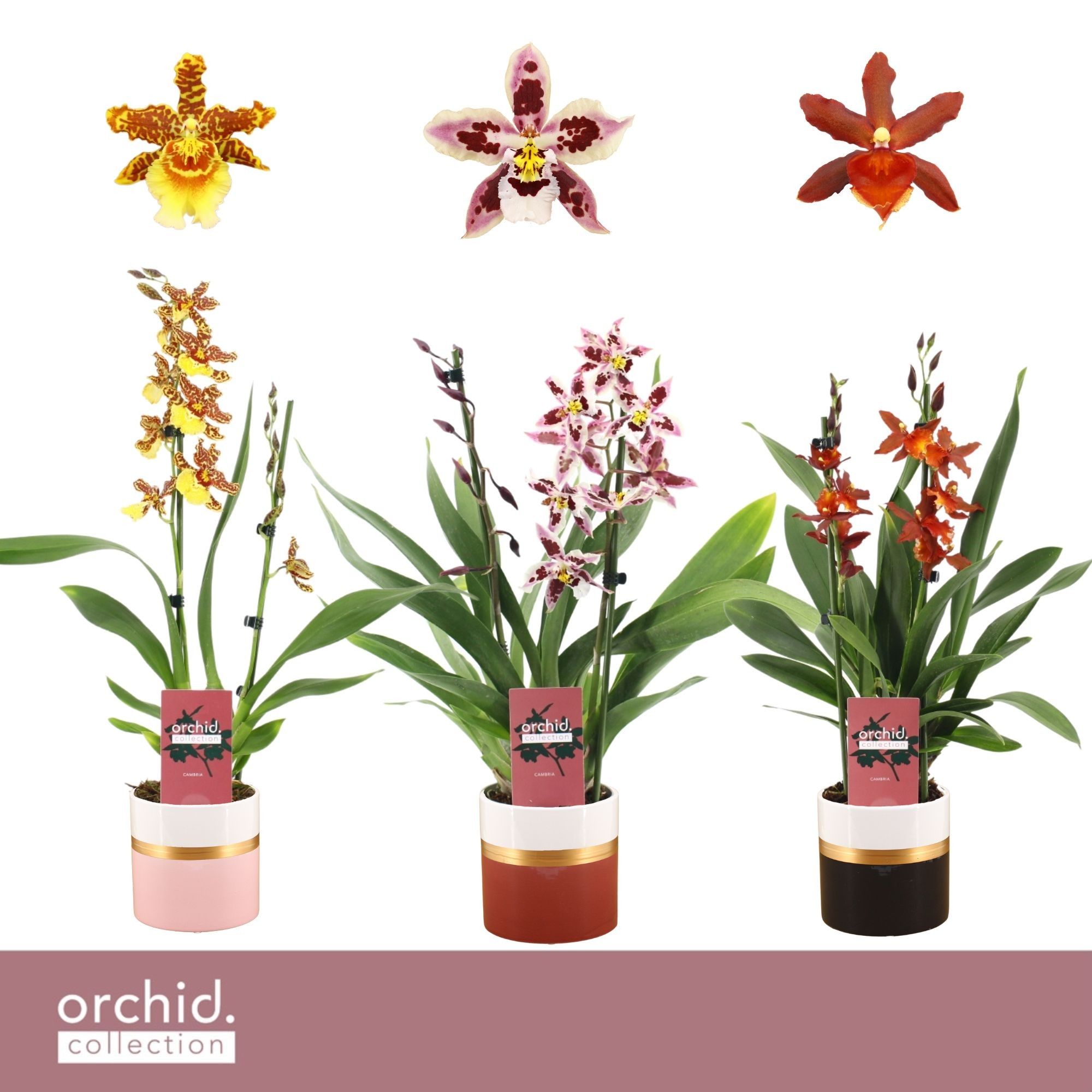 Cambria, Mix 2-spike in Dolomite Horizon 'Orchid Collection', D 12