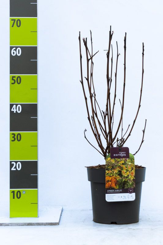 Physocarpus opulifolius 'Amber Jubilee'® C 4,6, D 23