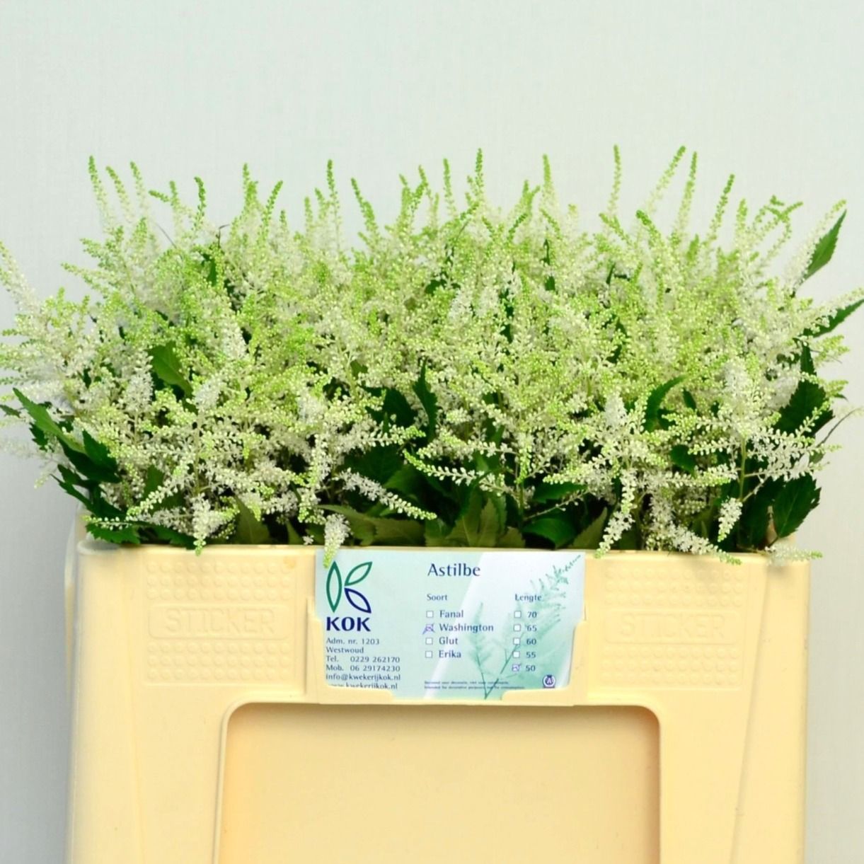 Астильба Вашингтон 50, шт.