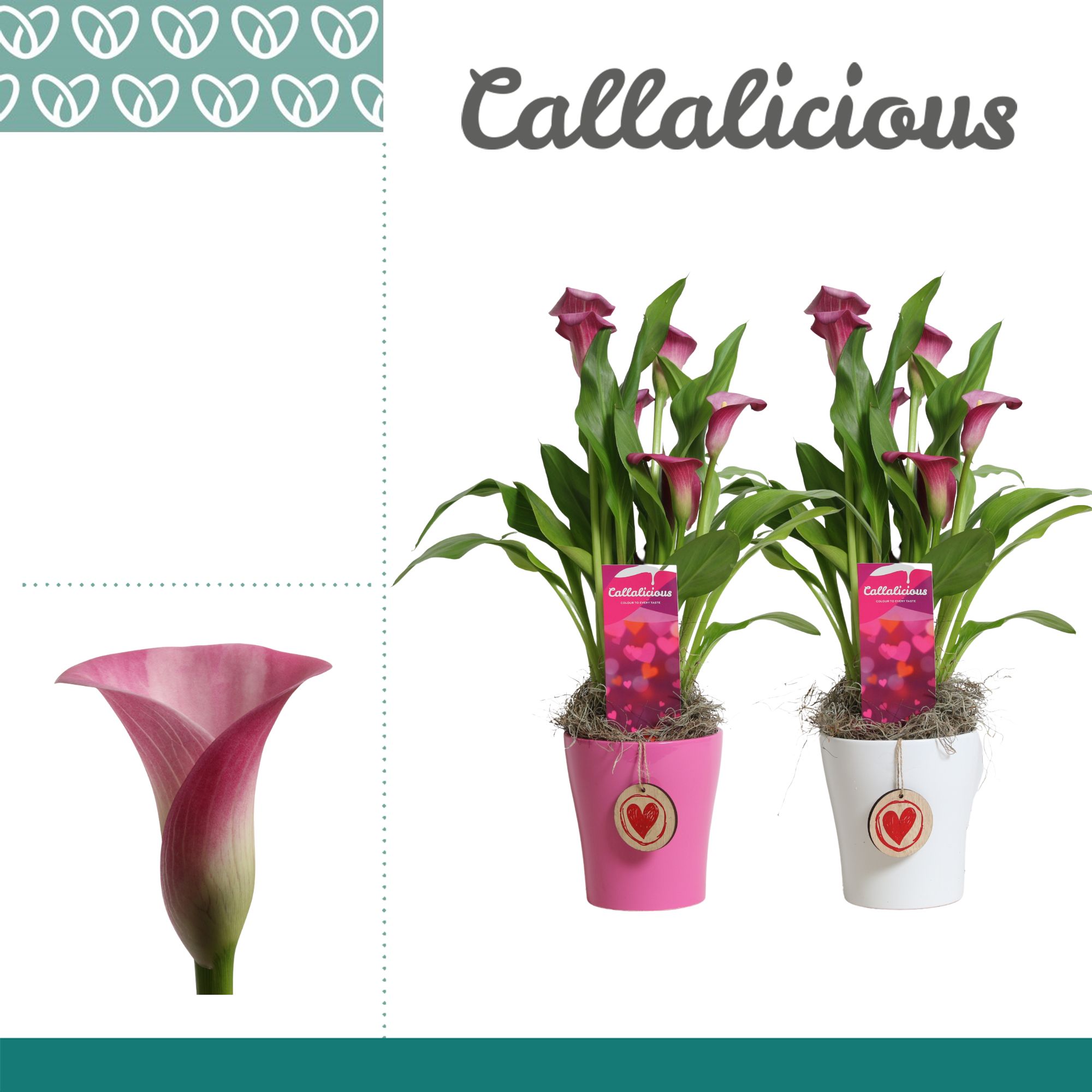 Zantedeschia (Calla) Roze in Ompot Amy LOVE, D 12