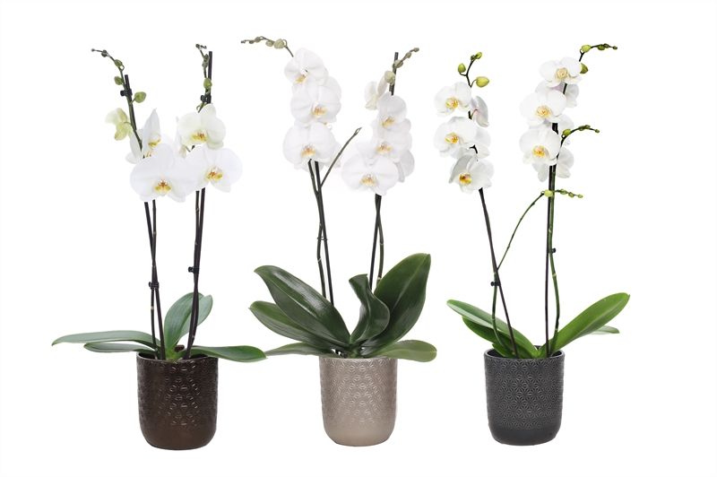 Vera p12 symmetric mix Phal white 2T14+, D 12