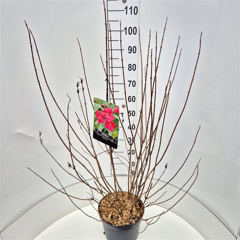 Weigela 'Bristol Ruby', D 28