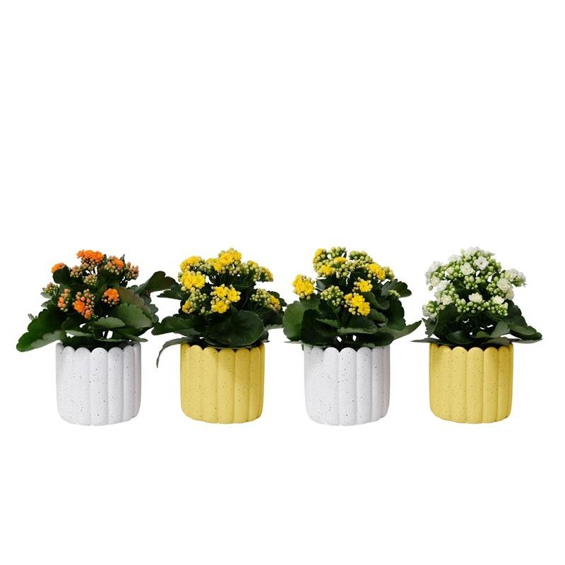 Hope with Kalanchoe, D 11