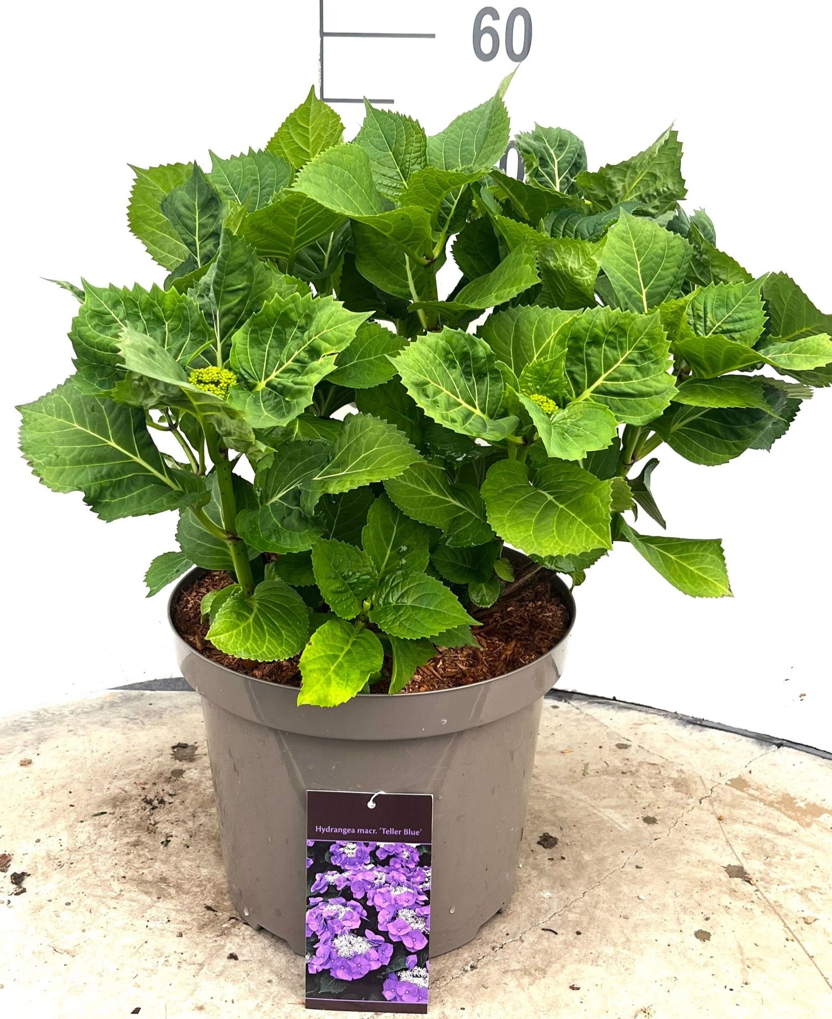 601 VPK : Pot 29 cm HYDRANGEA TELLER BLUE, D 29