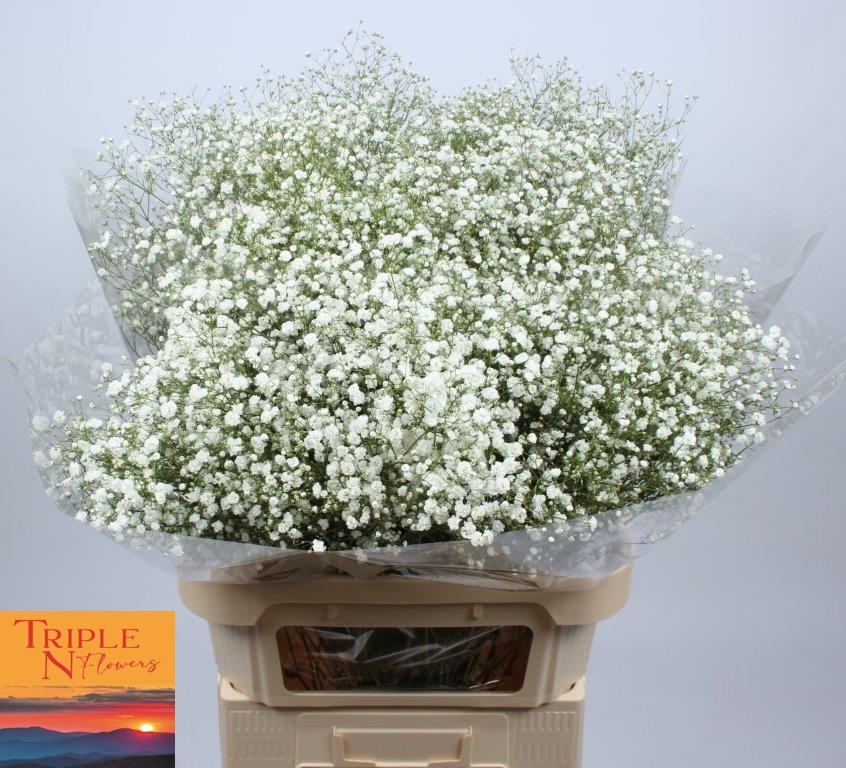 Гипсофила Экселенс 80 (бел.), шт.