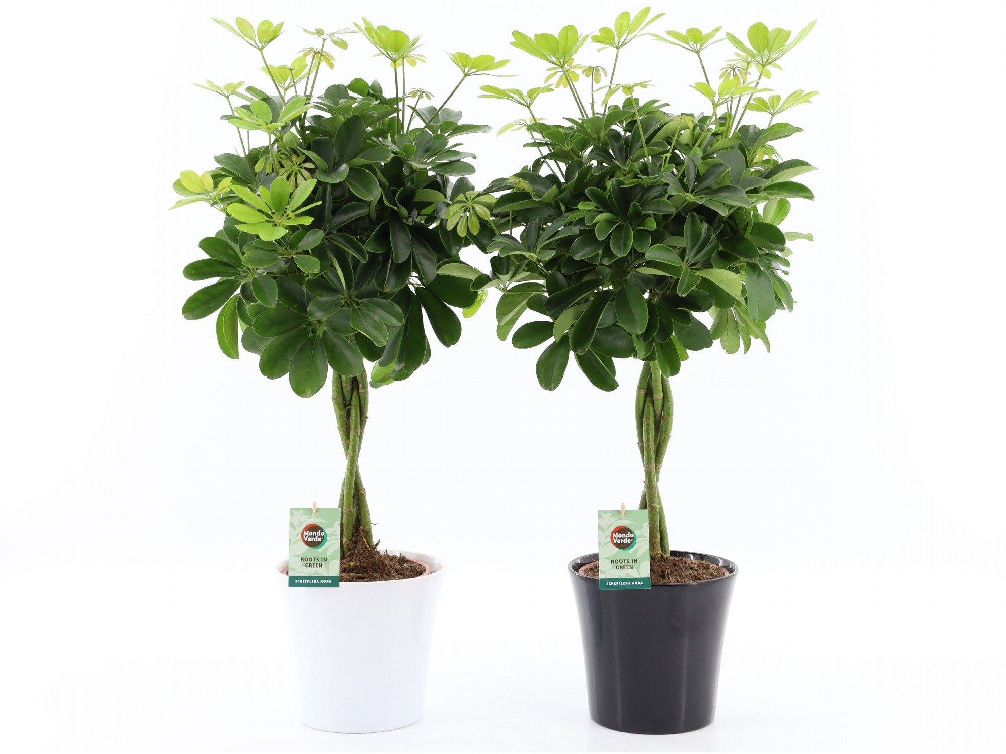 Schefflera arboricola 'Nora' in Zwart & Wit keramiek, D 22