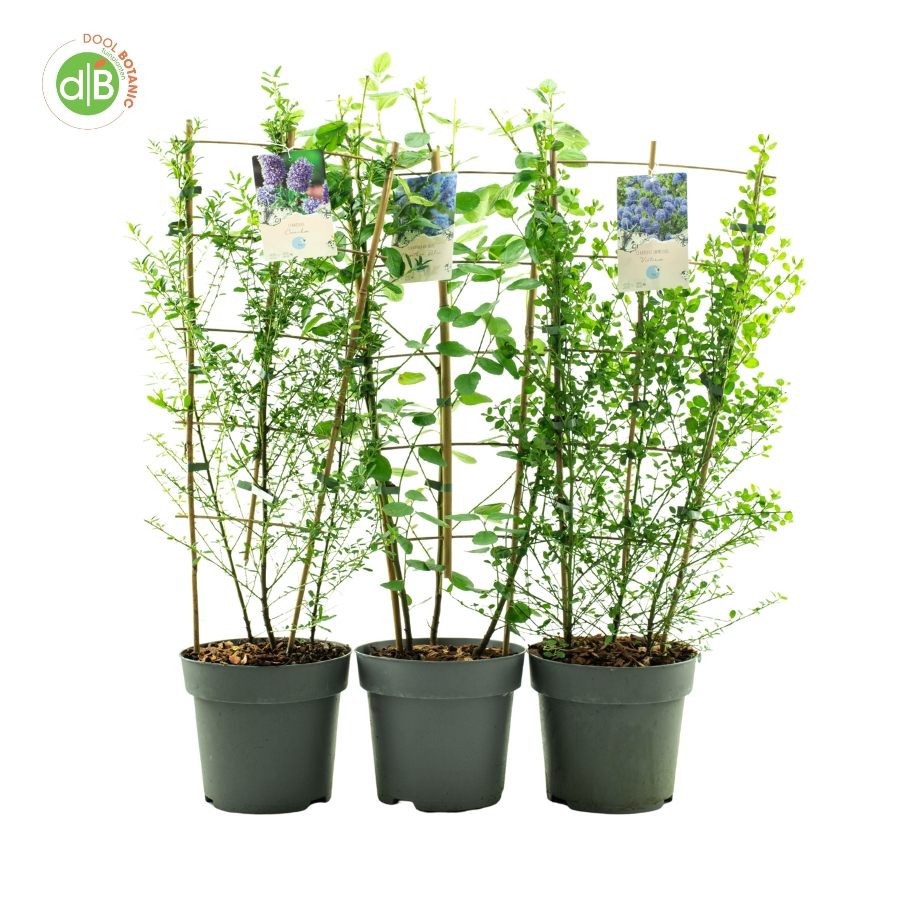 Ceanothus mix C7 REK, D 26