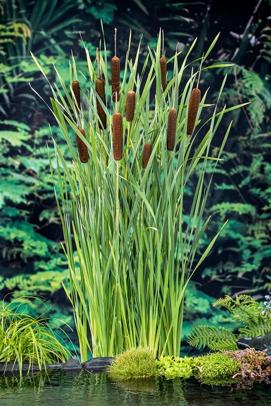 Typha latifolia (18x18), D 18