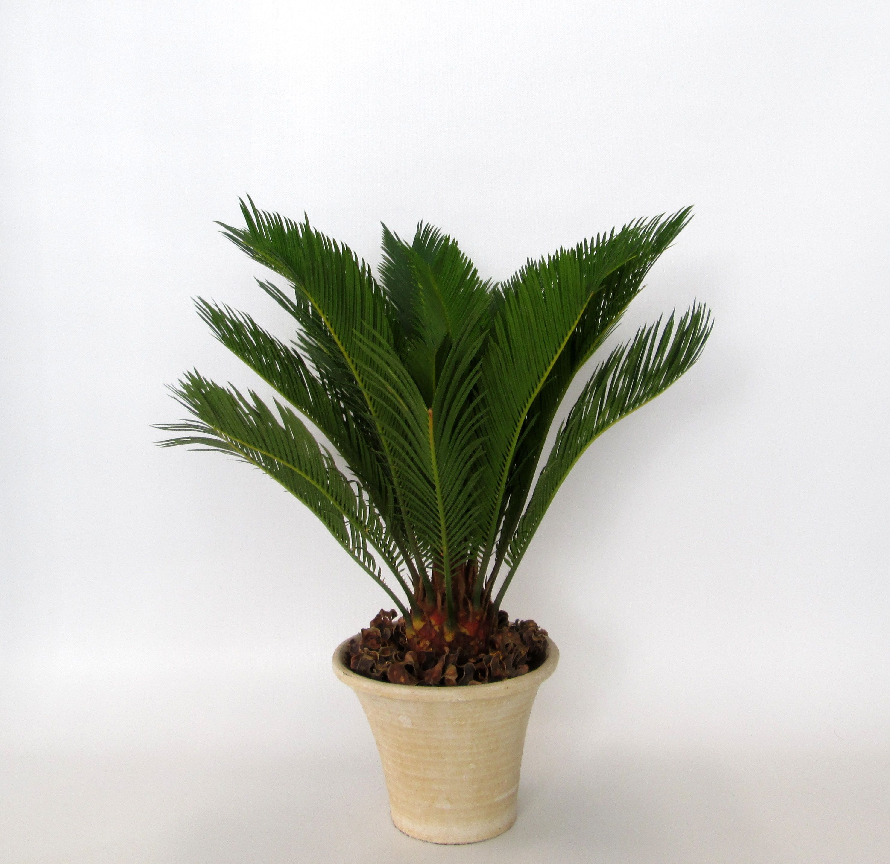 Cycas in hosta small creme, D 19