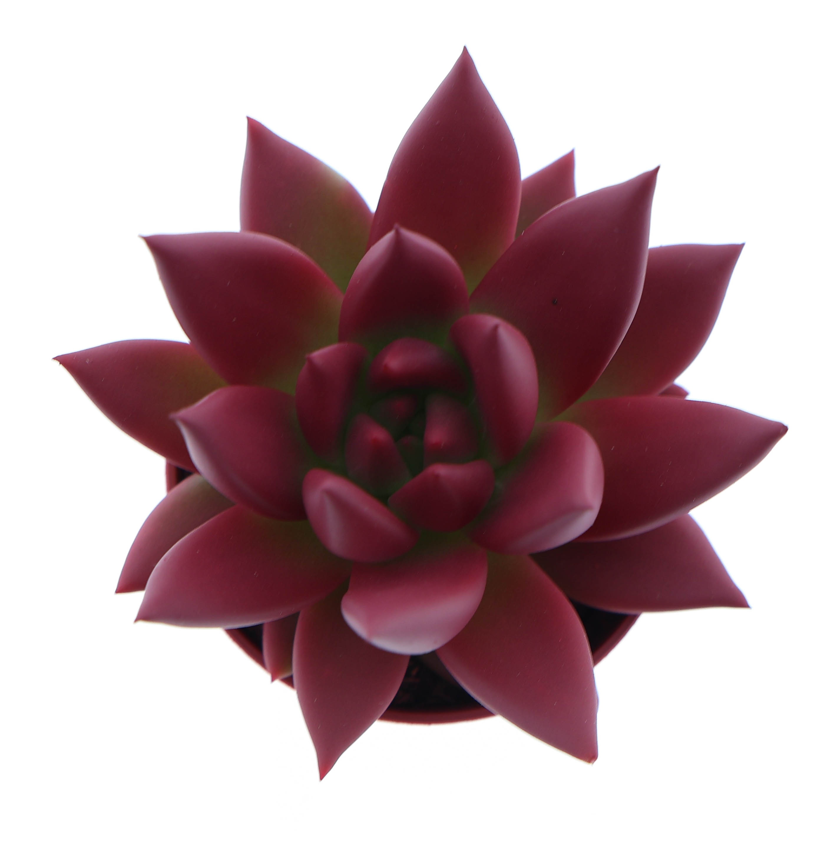 Rainbow bordeaux red, D 5,5