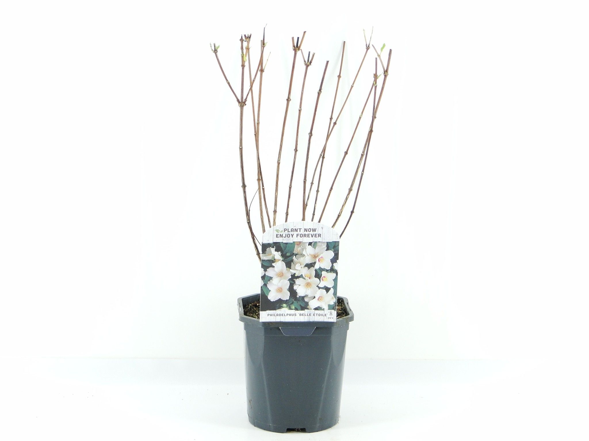 Philadelphus Belle Etoile, D 17