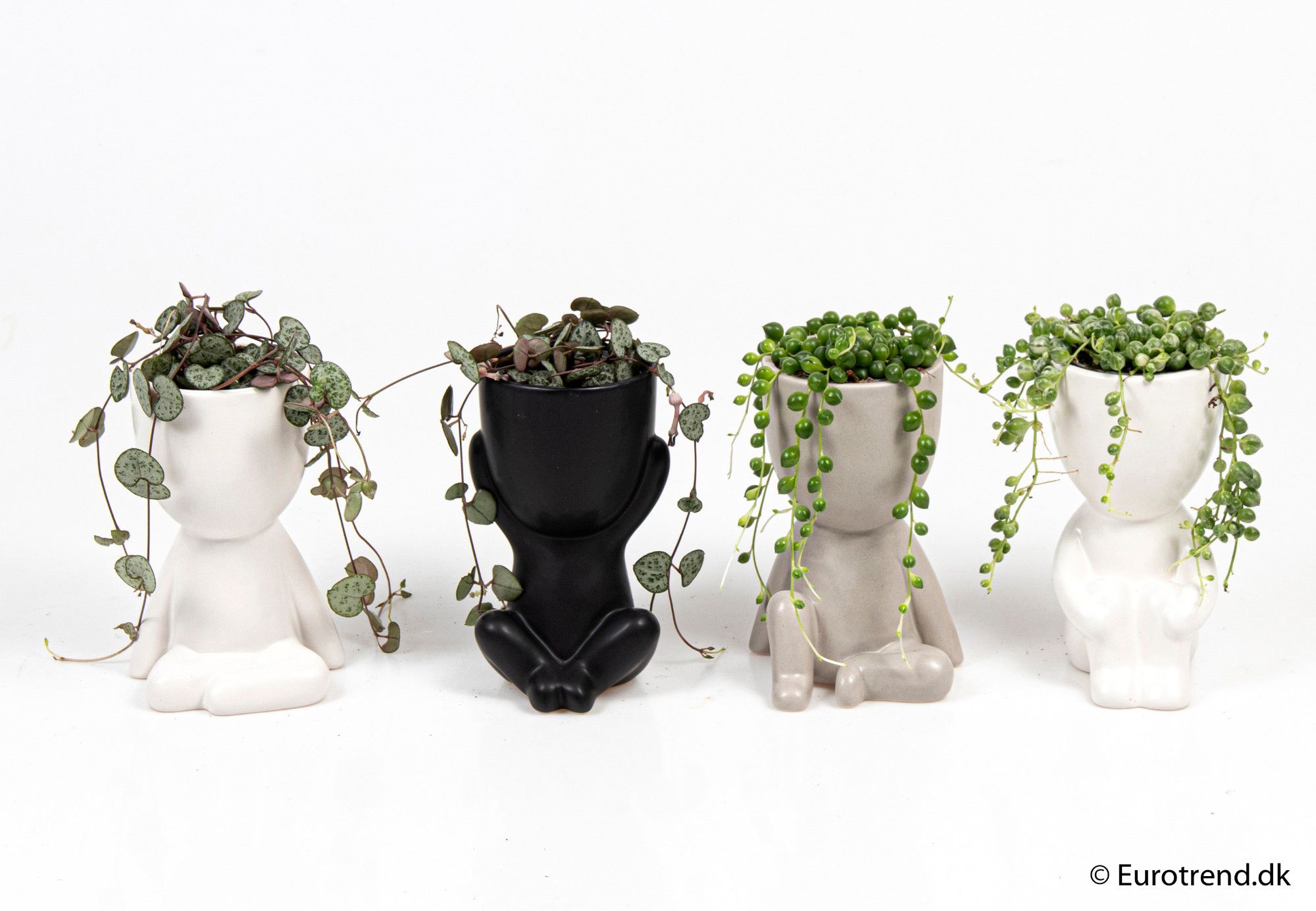 Ceropegia & Senecio mix in ceramic - New Look 2025, D 6