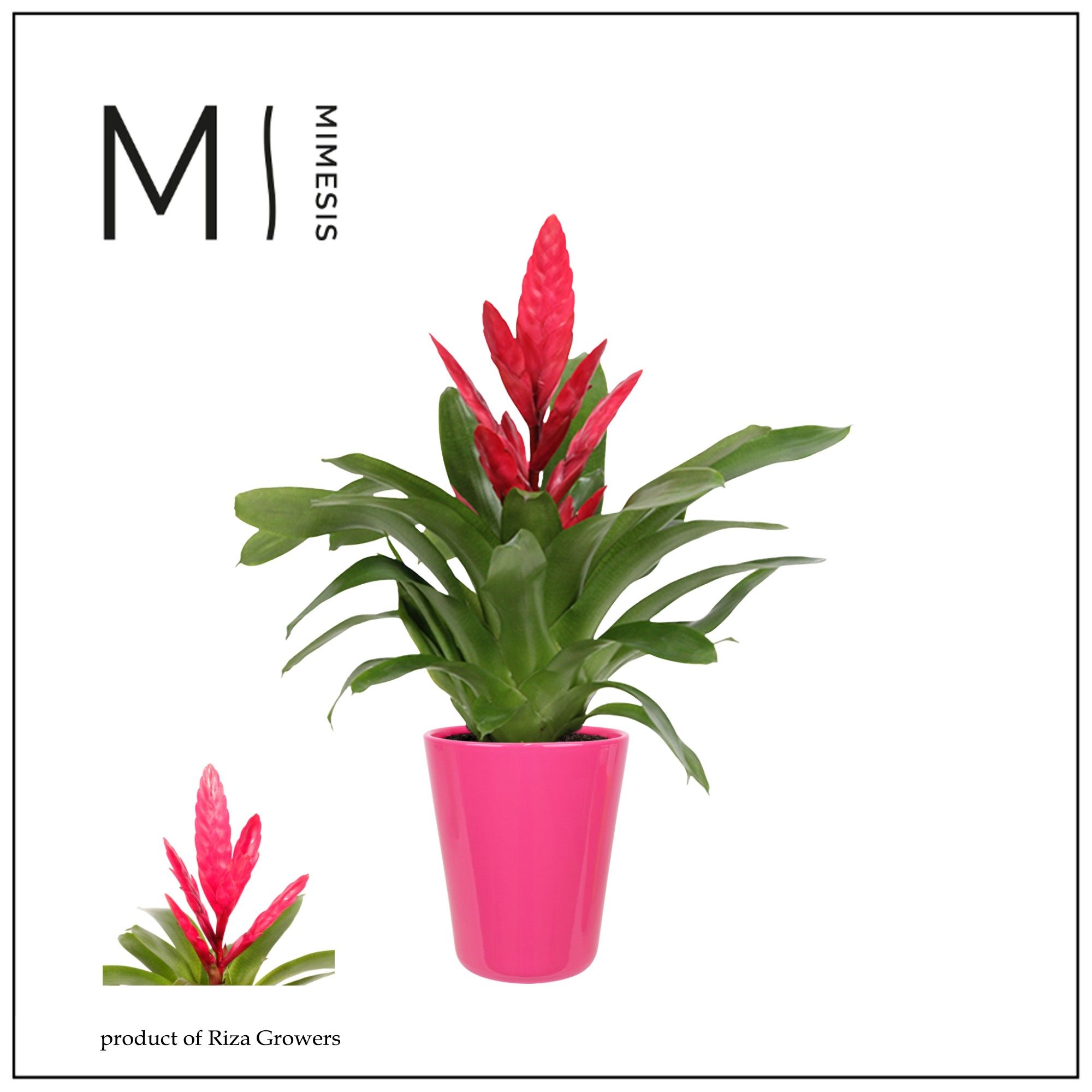 Vriesea Intenso Pink - 13cm in Florence | Mimesis, D 12