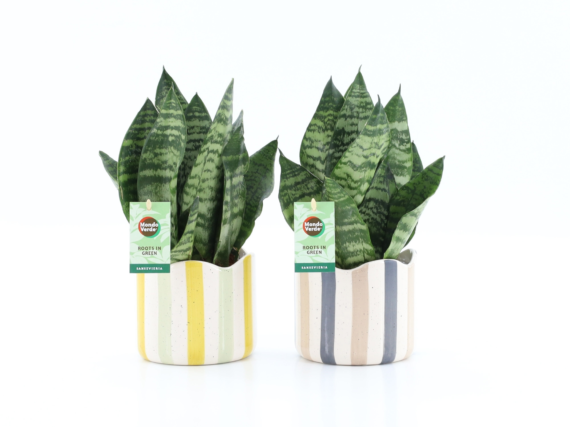Sansevieria Black Coral in Nouveau keramiek, D 13