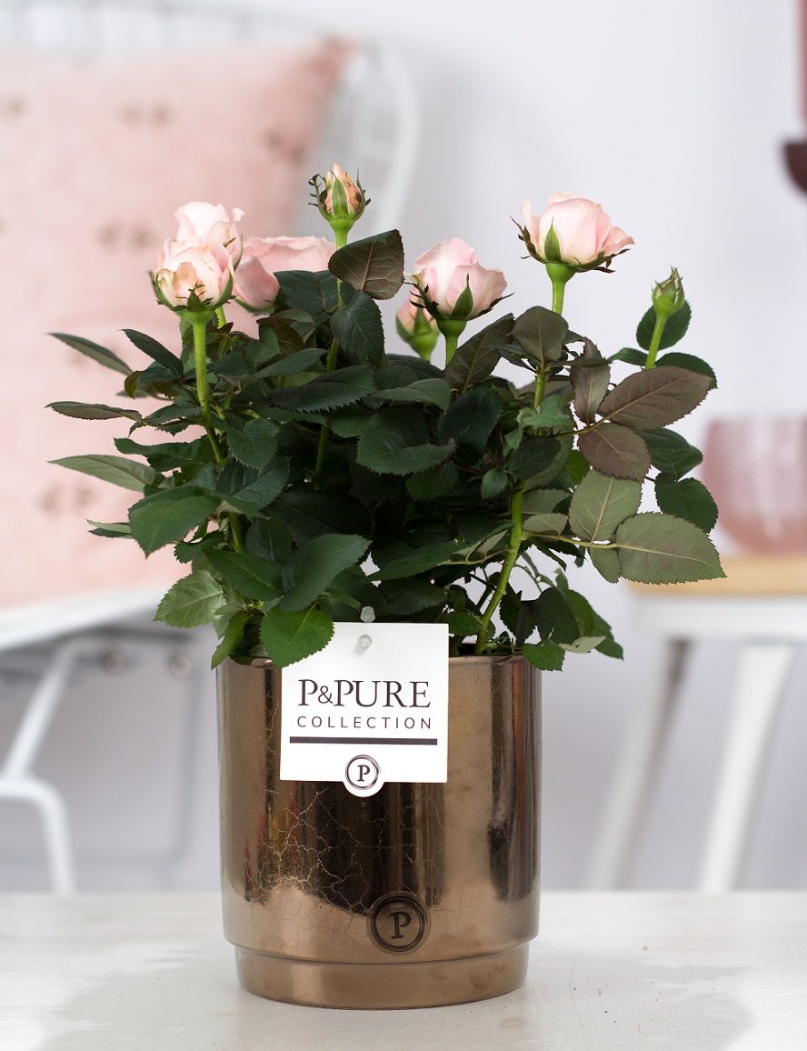 Rosa light pink in P&PURE Juliette ceramics goldbronze, D 12 cm