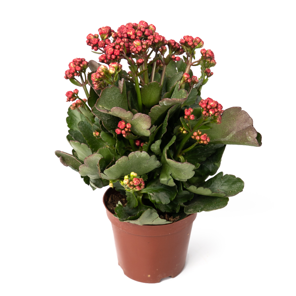 Каланхое блоссфельда микс 11 20 (предзаказ)