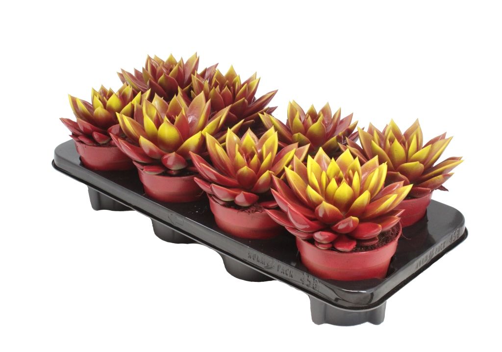 Miranda bicoloured red/yellow, D 12