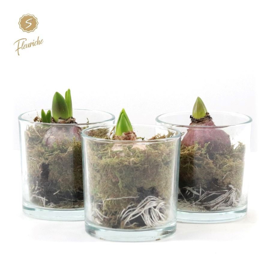 Hyacint mix in Glas Deco 1PP Mos, D 12