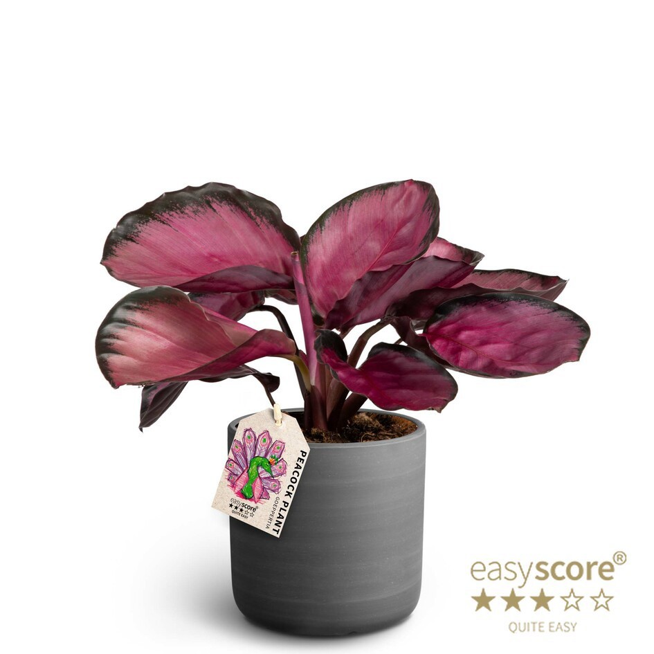 CALATHEA SPECIES 41110950 Raw Black Rosey, D 12